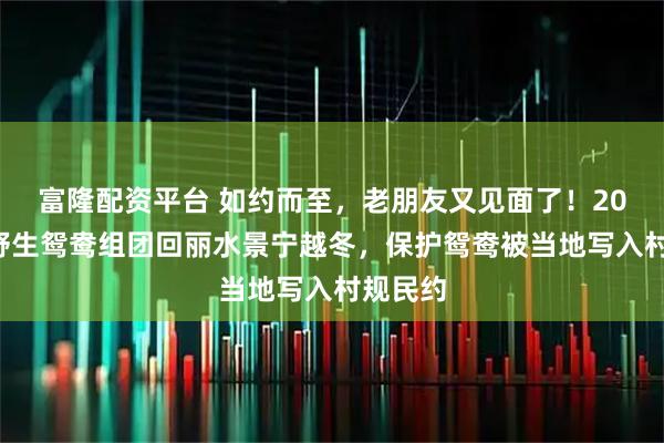 富隆配资平台 如约而至，老朋友又见面了！200多只野生鸳鸯组团回丽水景宁越冬，保护鸳鸯被当地写入村规民约