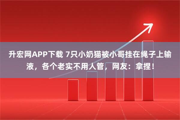 升宏网APP下载 7只小奶猫被小哥挂在绳子上输液，各个老实不用人管，网友：拿捏！